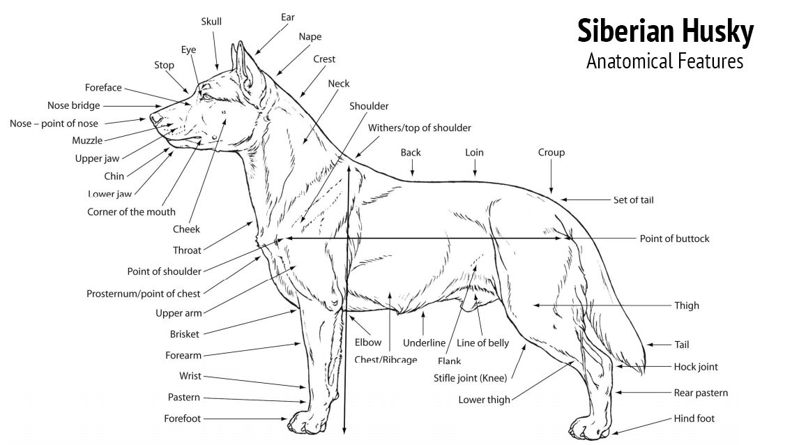 Anatomy and the Physical Appearance of Siberian Husky