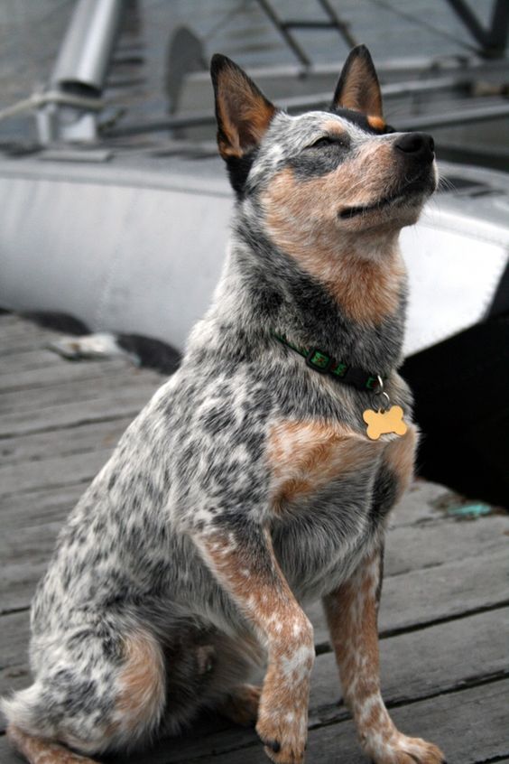Australian Cattle Dog Australian Cattle Dog