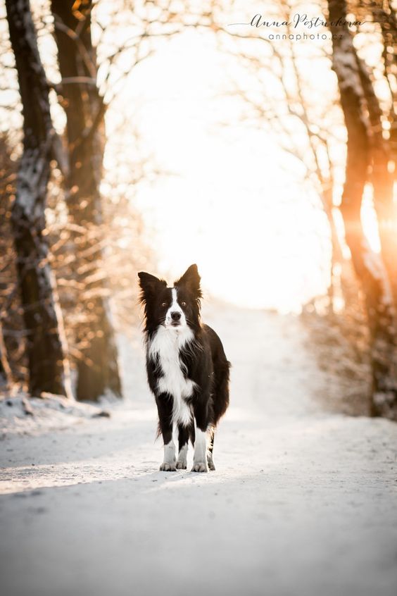 Border Collie Border Collie