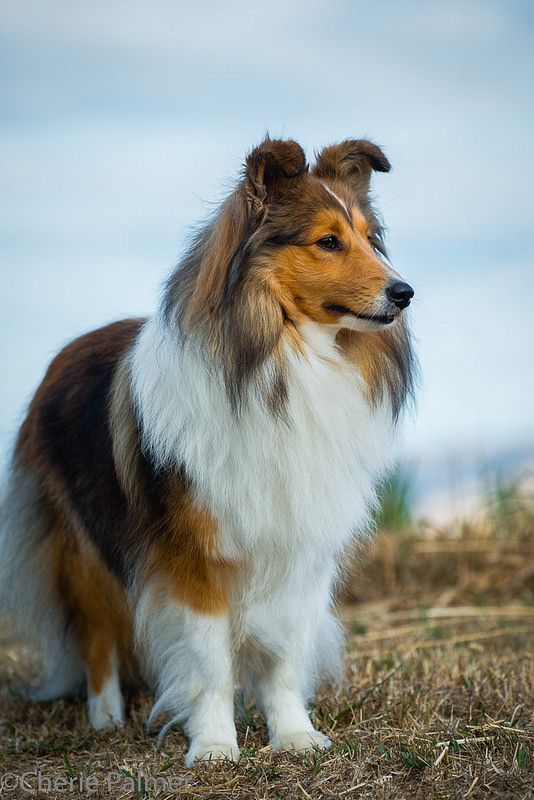 Shetland Sheepdog Shetland Sheepdog