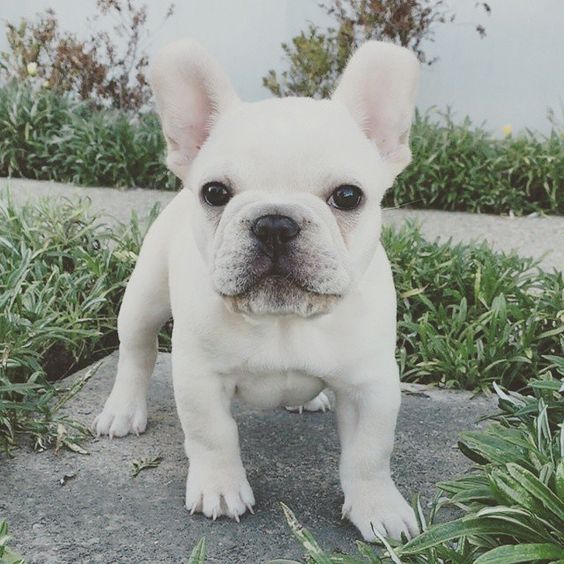 Top 16 Smallest Dog Breeds - Inside Dogs World