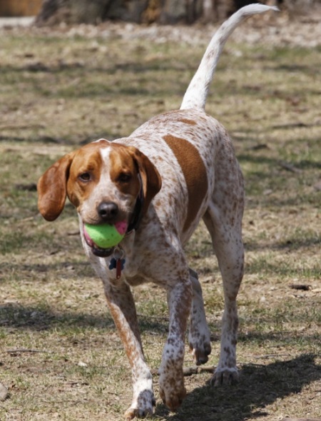 hound dogs breeds pin breed groups at this on hound dogs breeds pin breed groups at this on