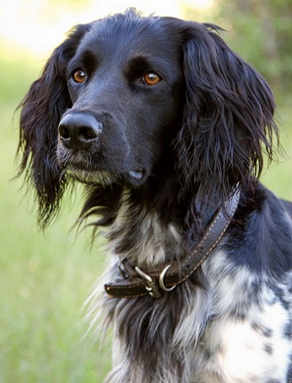 sporting dogs sporting dogs breed inside dogs world sporting dogs sporting dogs breed inside dogs world