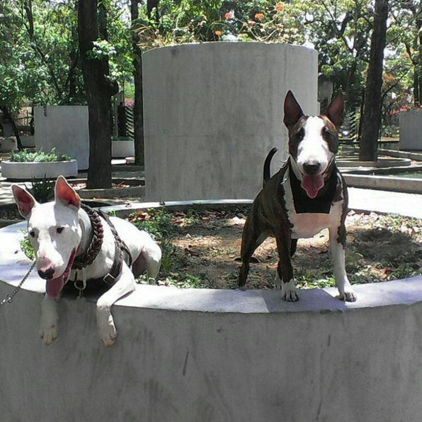 The Bull Terrier Dogs The Bull Terrier Dogs