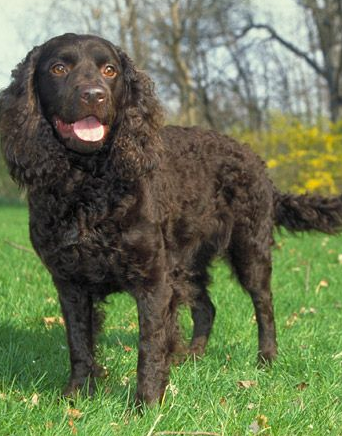 American Water Spaniel American Water Spaniel
