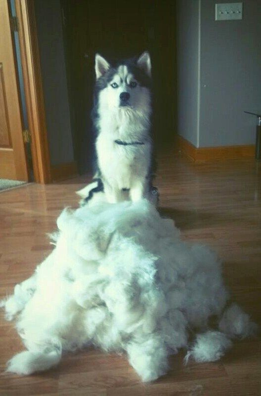 top 10 heavy shedding dogs - inside dogs world