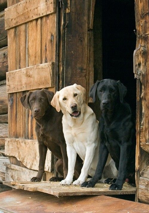 Labrador Retriever Labrador Retriever