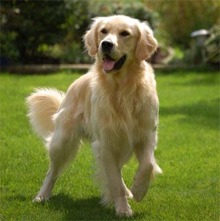 Golden Retriever Golden Retriever