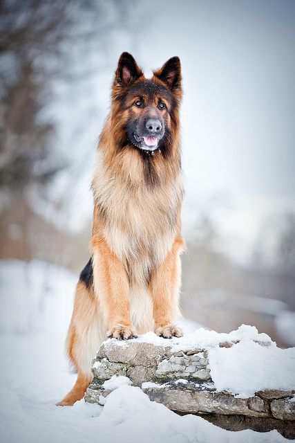 German Shepherd German Shepherd