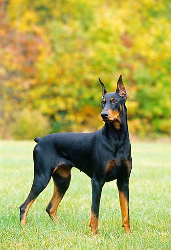 Doberman Pinscher Doberman Pinscher