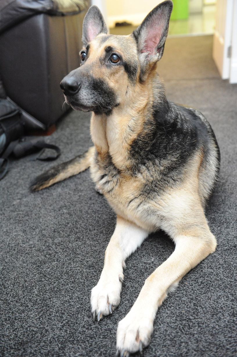 http://i4.mirror.co.uk/incoming/article2663477.ece/ALTERNATES/s1227b/%C2%A3%C2%A3Jade-the-dog.jpg