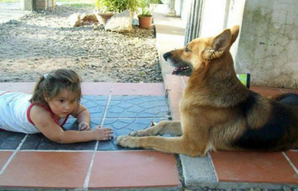http://www.lifewithdogs.tv/wp-content/uploads/2013/08/130808-shepherd-lfeguard-590x378.jpg