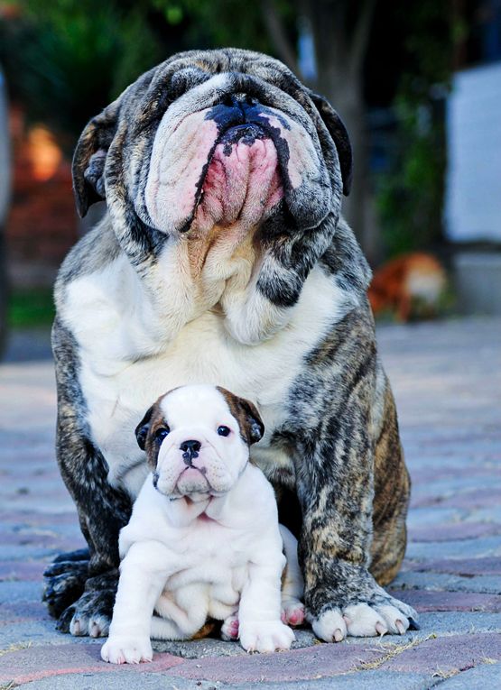 BulldogFathersDay2