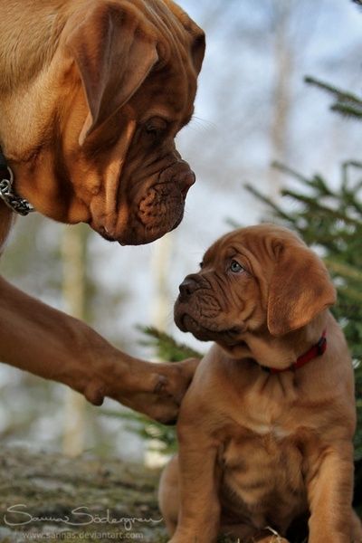 Source: https://www.pinterest.com/pin/335096028493783456/