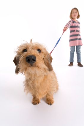 Walking your dog with a loose leash makes him calm, comfortable and relaxed
