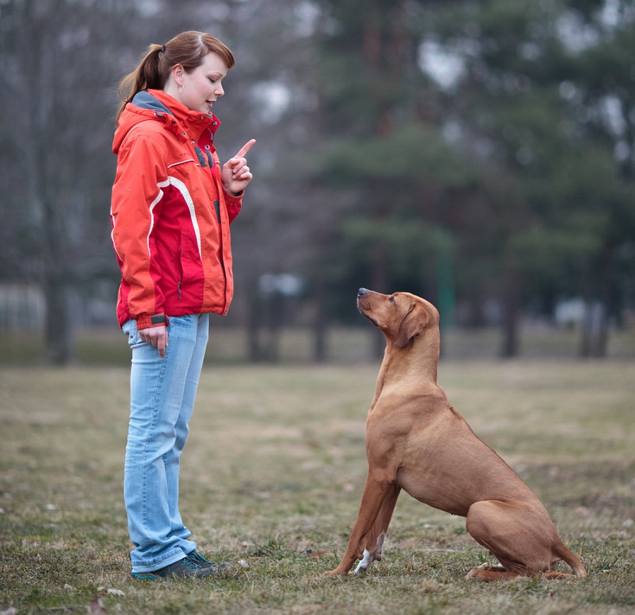 Play with your dog with rules