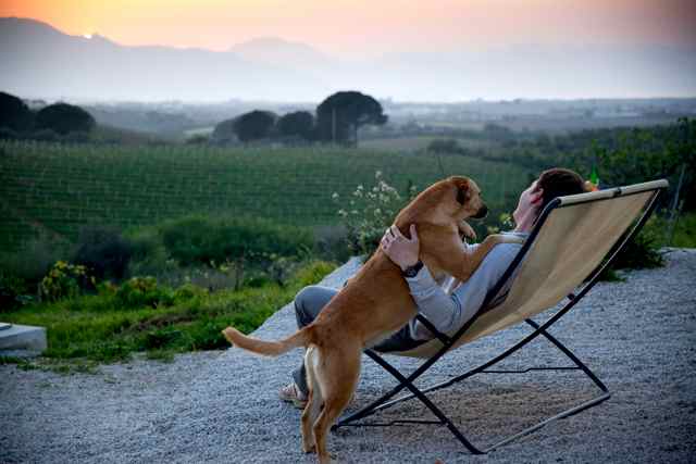 Trips with your dog at the beach are wonderful