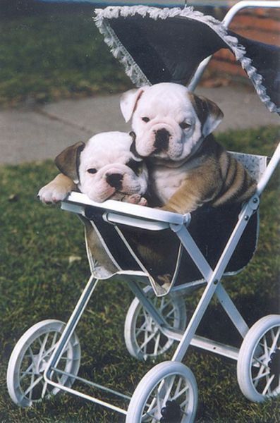 Don't treat your dog as a baby because he will have no idea what is happening and will get confused