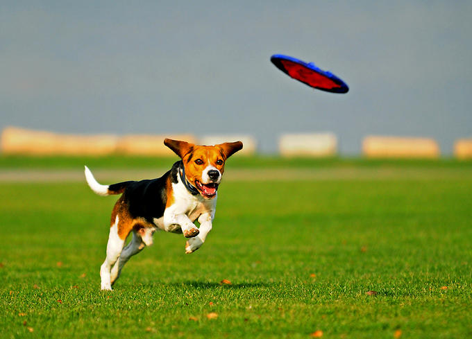 Dogs adore catching flying things like frisbees