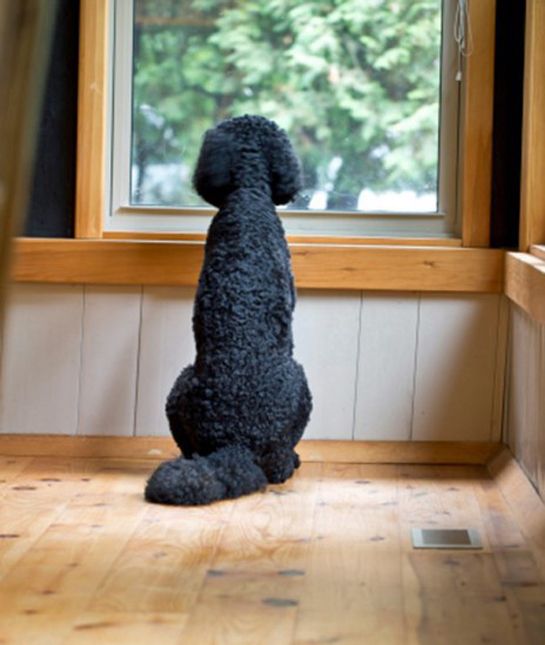 Try as much as you can to not let your dog home alone because he will become bored, stressed and depressed