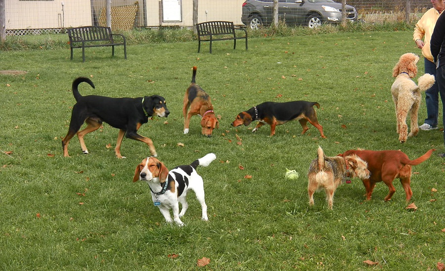 Dogs adore park time and off-leash