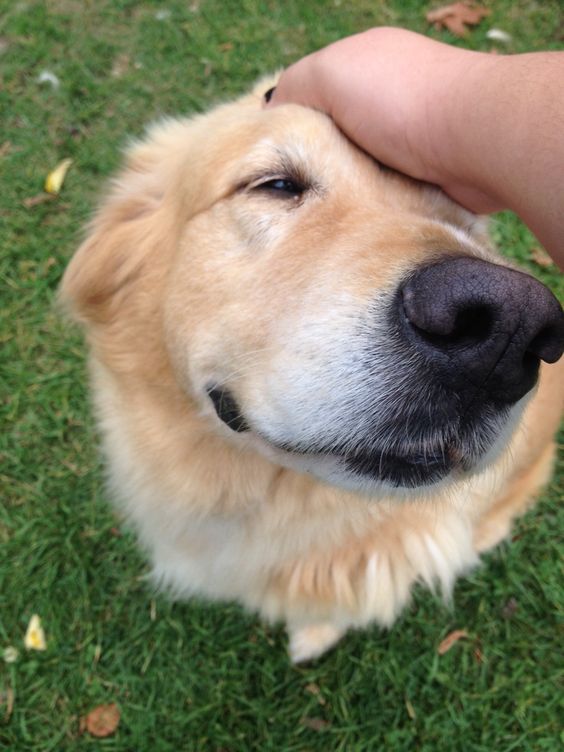 Tapping your dog on their head it's not the right way to show love to them