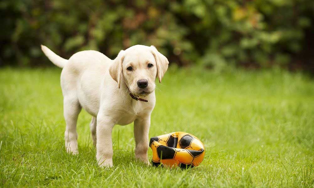 Essentials to Know of a Dog Play Inside Dogs World essentials to know of a dog play