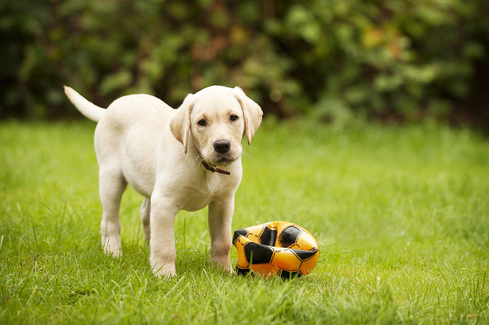 play dog youtube