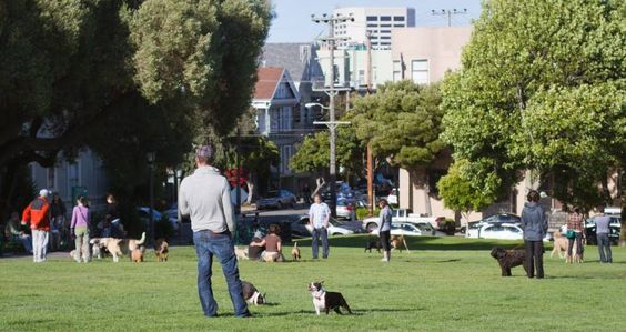 With dogs you will meet new people and be more social