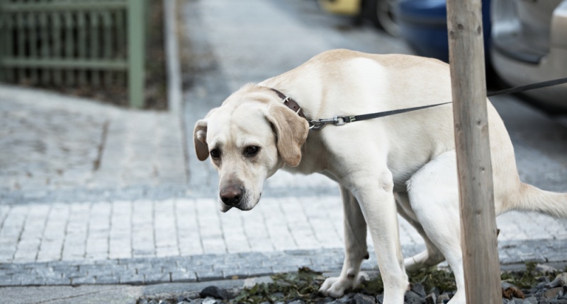 Pick up of your dog's poop