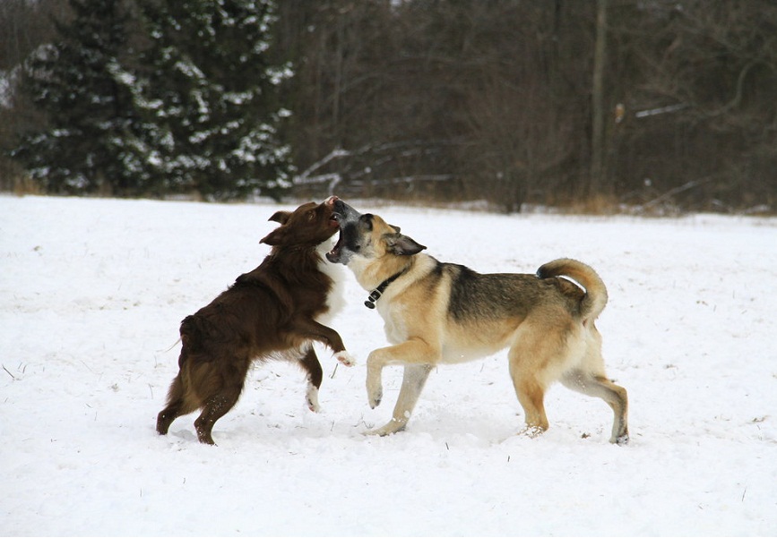 Dogs play to boost their emotional flexibility