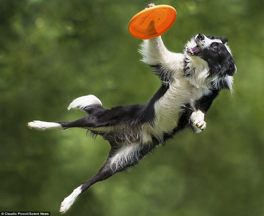 Frisbee dog game keeps them in a very good physical shape!