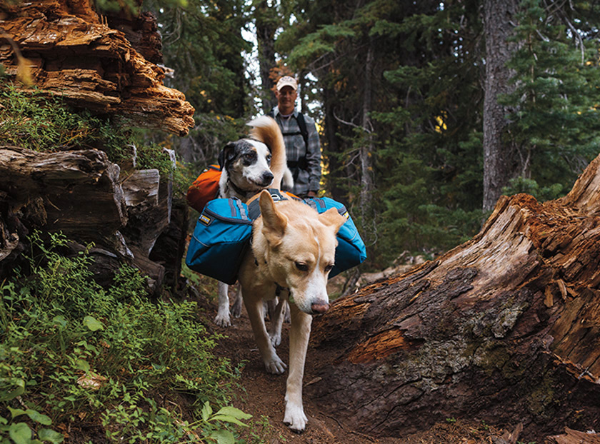 Outdoor adventures with your dog