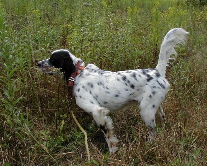 Hidden treasure game develops their natural hunting skills to find the hidden treat.