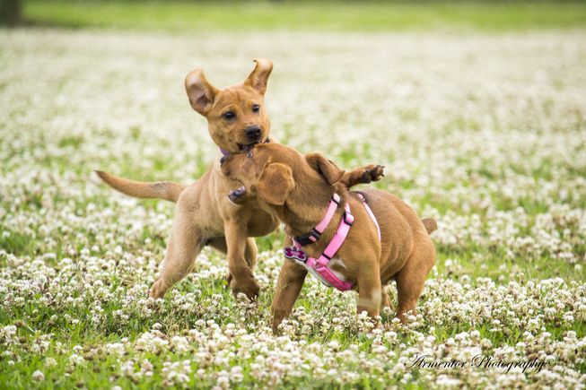 Dogs might get overexcited when they play