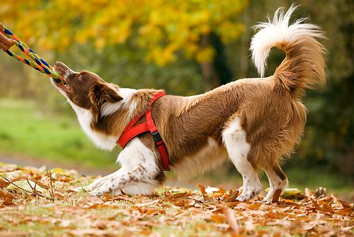 Tug of War creates stronger human-dog bonds
