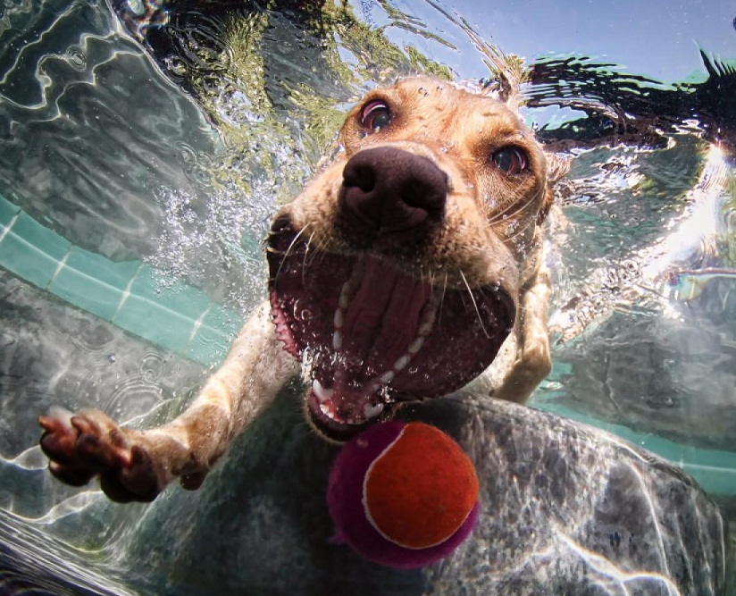 Fetch game, the best one for summer days