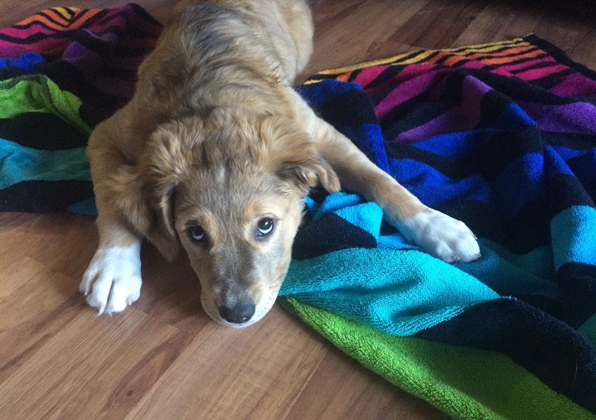 Blank and towel game to play with your dog