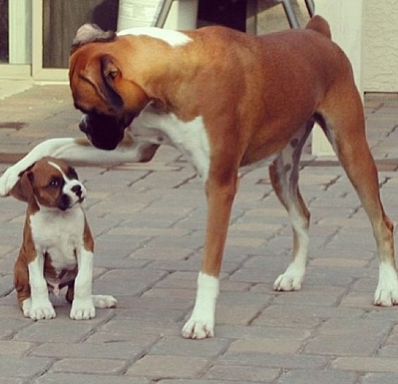 Are boxers dangerous?