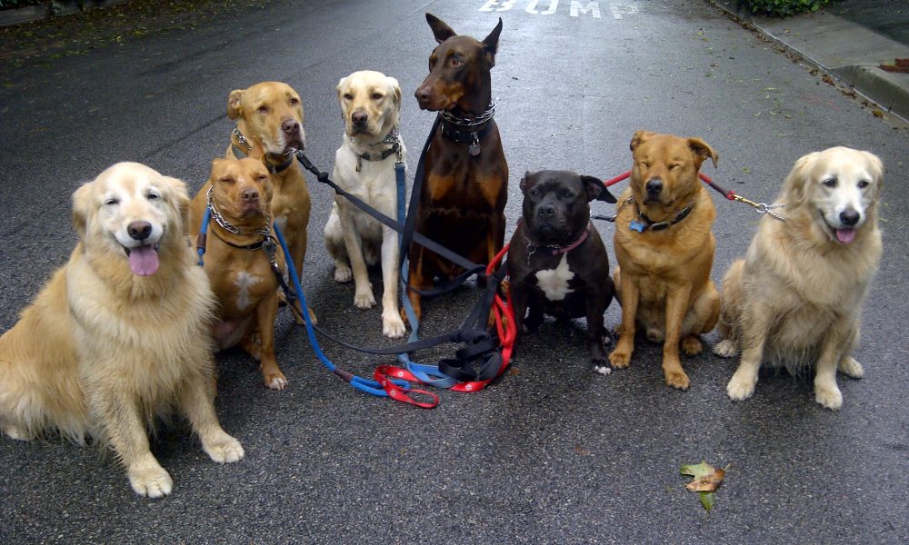 How to introduce your new dog to the pack? Inside Dogs World