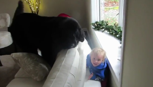 Hide and seek games between kids and dogs