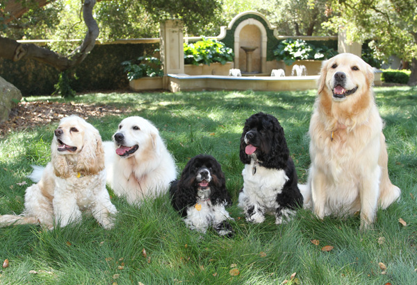 Five Oprah's favorite dogs are among richest dogs in the world