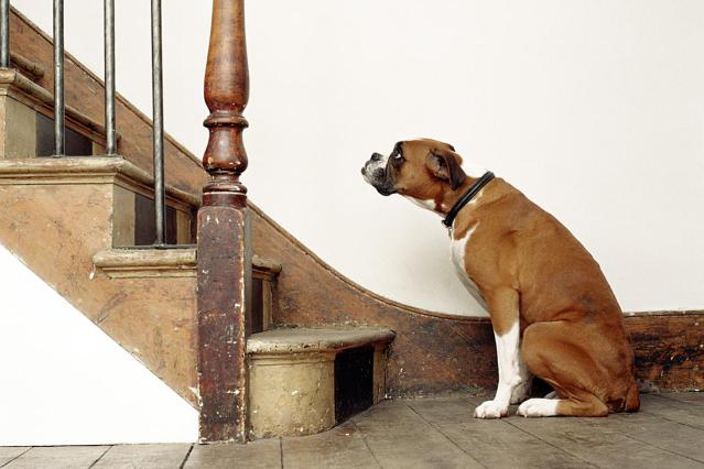 Make your dog physically active with this stair game