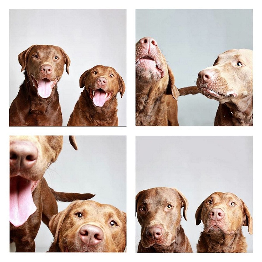 Beautiful Badger and Retriever taking photobooth pictures together