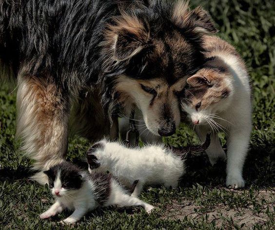 Malamute husky playing with cats