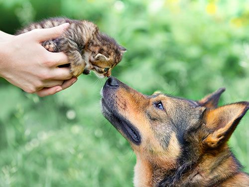 introducing puppy to cat how to introduce my cat and cats kittens introducing puppy to cat how to introduce my cat and cats kittens