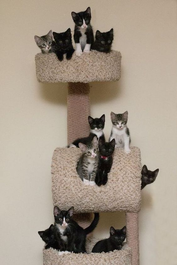 Cats should have an escaping place from dogs