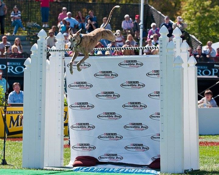 Cindy the greyhound