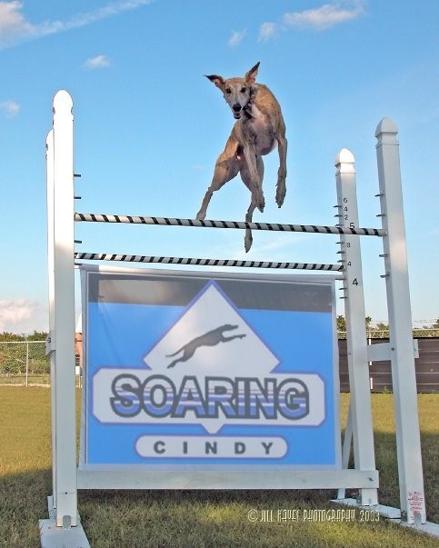 Soaring for cindy