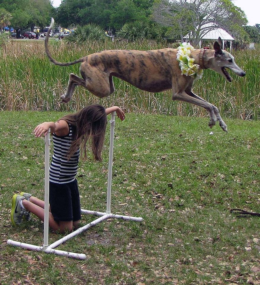 Cindy greyhound training